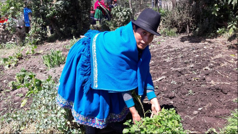 Cultivos en Perú. Foto:manos Unidas