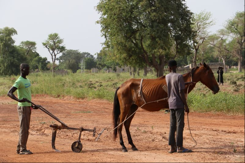 Agricultores en Senegal (Thies). Foto Marta Isabel González/Manos Unidas