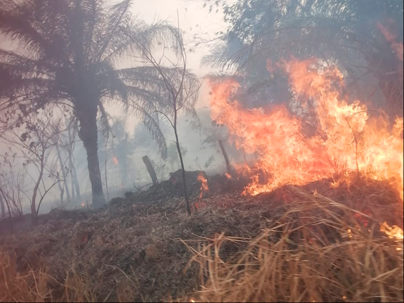 Los incendios en Bolivia aumentaron dramáticamente en 2024. Fotografía: CIPCA