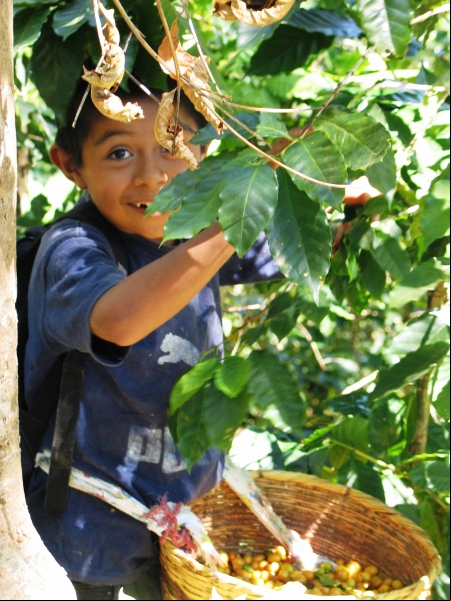 Un niño trabaja en una plantación de café en El Salvador. Foto: Marta Carreño