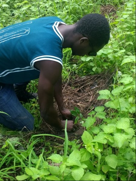 Bosques en Senegal - Convenio Manos Unidas AECID - Foto Adele Lassalas - Reforestación en bosque comunitario