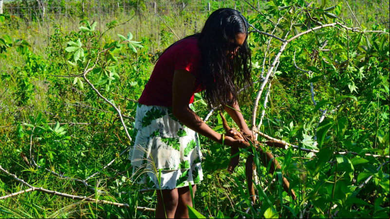 Indígena colombiana cultiva yuca