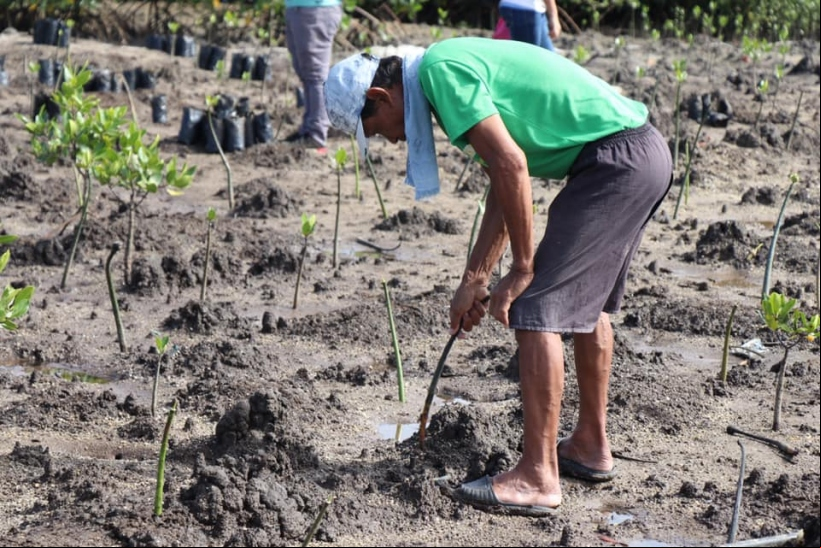 Plantada de manglar en Filipinas