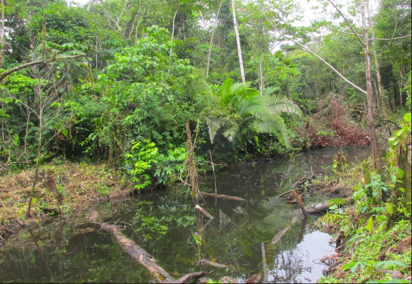 Amazonía peruana