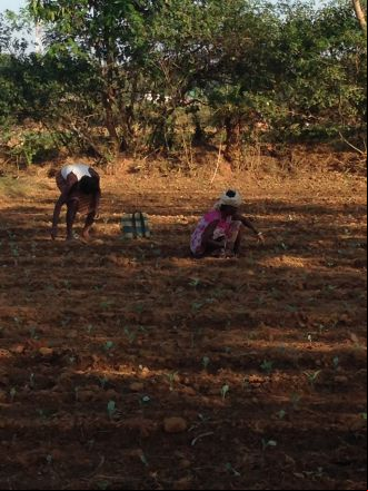 Mujeres recolectando en Coimbatore, India