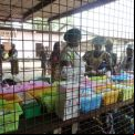 Proyecto AECID en Sierra Leona 2015