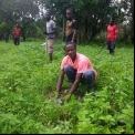 Senegal - Convenio Manos Unidas AECID - Foto Adele Lassalas - Reforestación en bosque comunitario