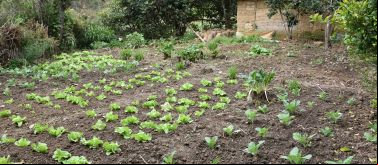 Fortalecimiento de alternativas económicas de productores