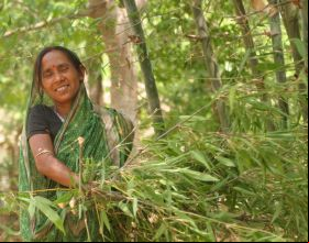 Mujer recogiendo ramas en Bongaigaon