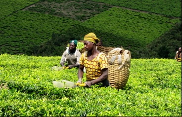 Agricultores en Tanzania_ Foto Jimena Francos