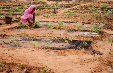 El hambre vuelve a aumentar_Foto:Manos Unidas/Myriam Sagastizabal en Mauritania