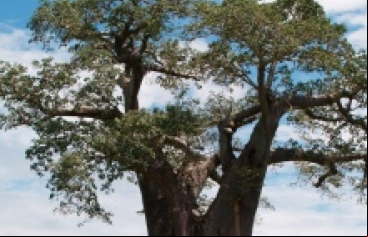 Mozambique