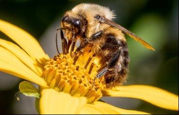 Manos Unidas ONG - Día Mundial de las Abejas 2024 (20 de mayo) - Imagen: Wikipedia